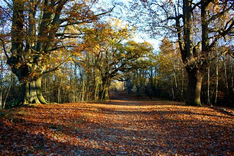 High Beach Walk – Epping Forest Walks - Active-Traveller