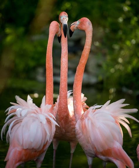 Flamingo Pictures, Fancy Flamingo, Flamingo Gifts, Meeting Of The Minds, Pink Bird, Mundo Animal ...