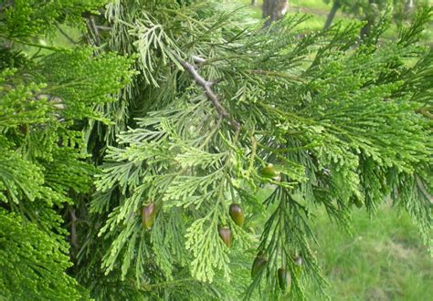 Calocedrus decurrens | Incense cedar - Van den Berk Nurseries