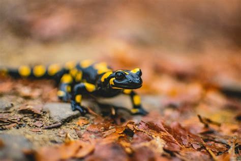 Salamander Symbolism: 7 Spiritual Meanings of the Salamander — Amanda Linette Meder