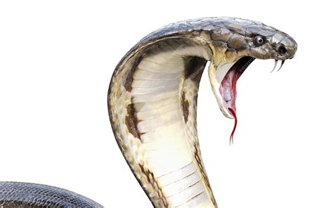 Premium Photo | 3d king cobra the world's longest venomous snake isolated on white background ...