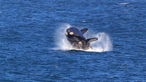 The Ultimate Guide to Whale Watching Tours - adventours