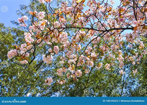 Cherry Trees and Flowers in Nara Park Stock Image - Image of oriental ...