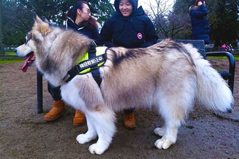 The biggest dog in Richmond? Meet Tyson… - Richmond News