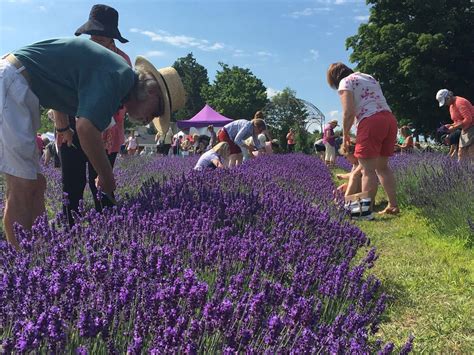 'Best herb ever': Community celebrates ninth annual Lavender Festival in Skaneateles | Local ...