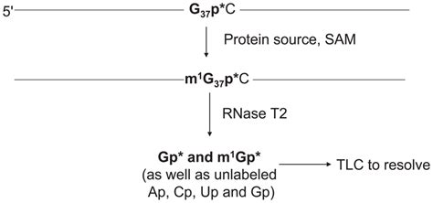 Schematic representation of m 1 G 37 methyltransferase assay with G37 ...