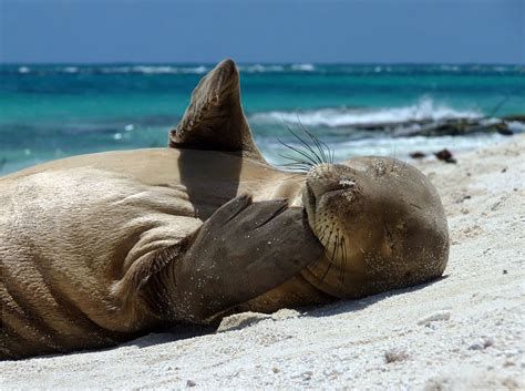 Hawaiian Monk Seal Conservation – Shark Research & Conservation Program (SRC) | University of Miami