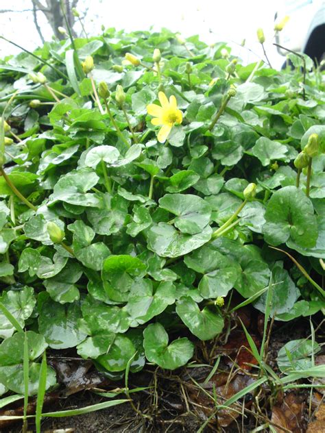 » Lesser celandine – Edibility, distribution, identification Galloway Wild Foods