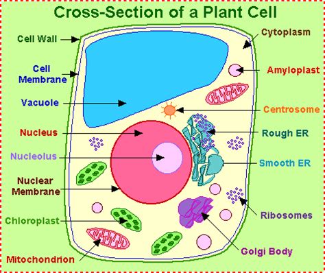 Plant Life: Nucleus