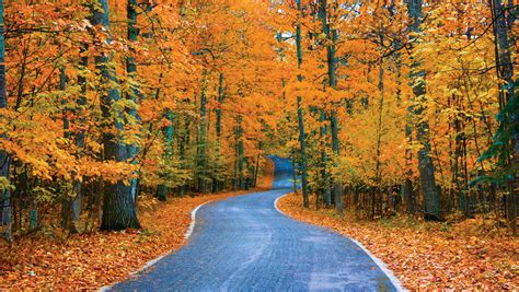 Michigan's top fall color spot is: Tunnel of Trees!