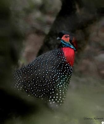 'Photography Passion Helps Understanding Western Tragopan Habitat In ...