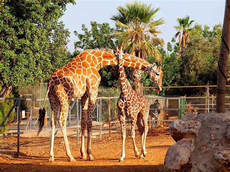 Paphos Zoo 2022 - Paphos Zoo in Cyprus - Visit Paphos Zoo