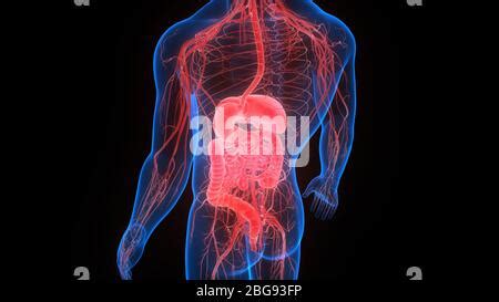 Medical illustration of the human digestive system; oral cavity, esophagus, liver, stomach ...