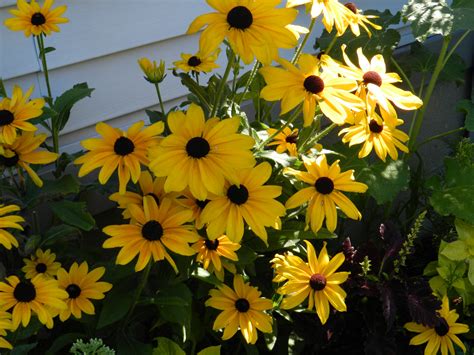 Rudbeckia # 1 Free Stock Photo - Public Domain Pictures