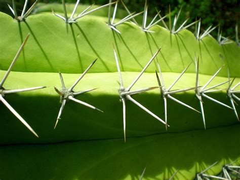 Cactus Spines Thorns - Free photo on Pixabay - Pixabay