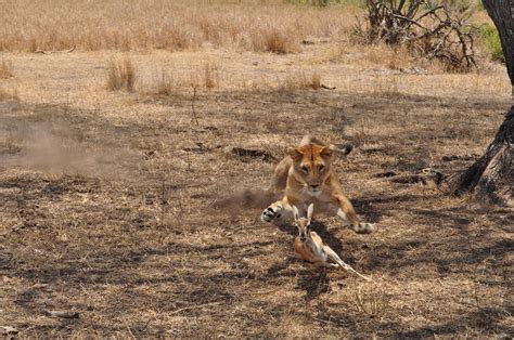 Lion hunt | Lioness hunting a thomson gazelle in Serengeti N… | Flickr