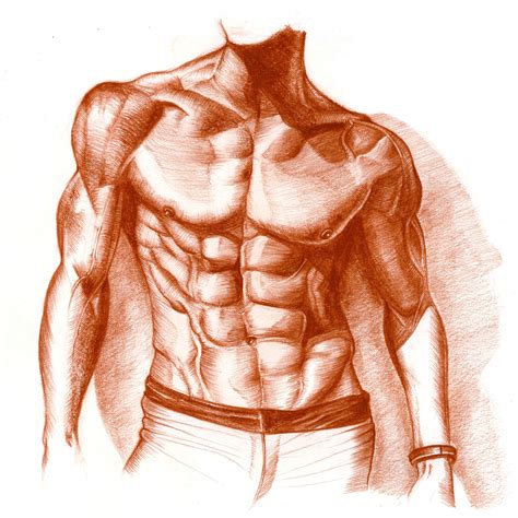 Muscles Of The Chest Abdomen Chest Anatomy Muscles Anatomy Drawing | Images and Photos finder