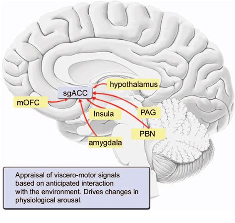 Figure 1 from Emotion and the Prefrontal Cortex: An Integrative Review | Semantic Scholar