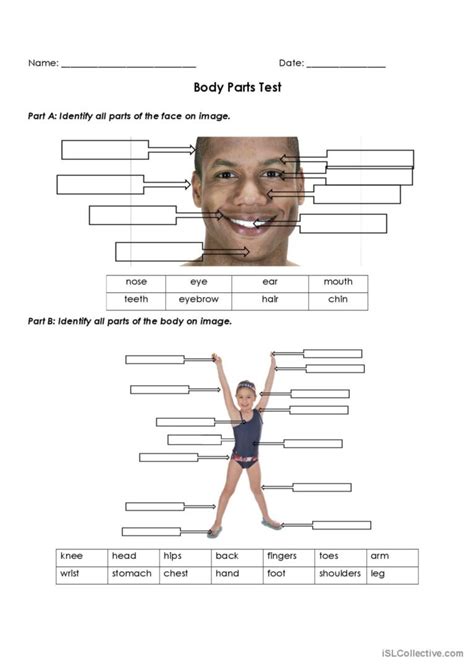 Body Parts Test: English ESL worksheets pdf & doc