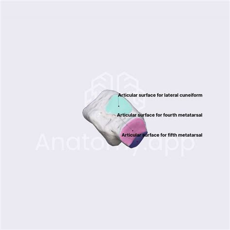 Cuboid bone | Skeleton of the lower limb | Lower Extremity | Anatomy ...