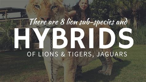 Real LION HYBRIDS & mixes: Jaglion, Liger, Tigon, Liliger & Leopon ...