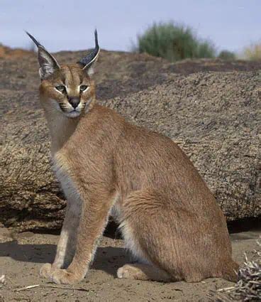 Caracal | species data, conservation, facts, photos- BigCatsWildCats