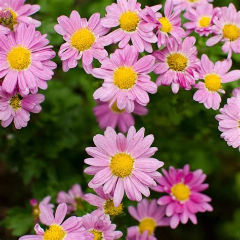 Flower seeds - Chrysanthemum