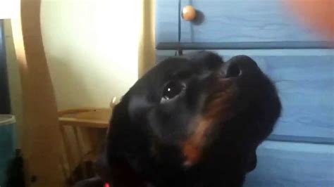 Funny dog howling loudly - YouTube