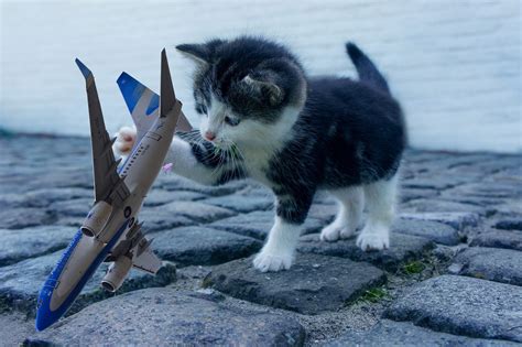 737 Flight Turned Around After Angry Cat Attacks Pilot