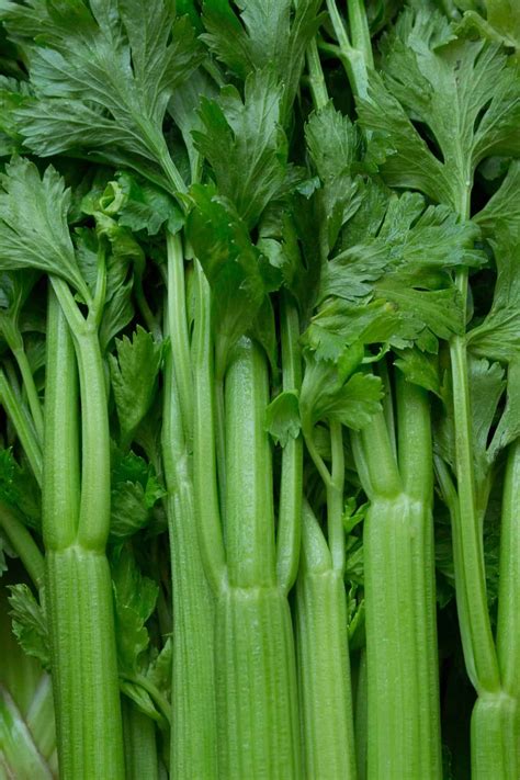 Celery Companion Planting Guide - What & What NOT to Plant - Modern Harvest