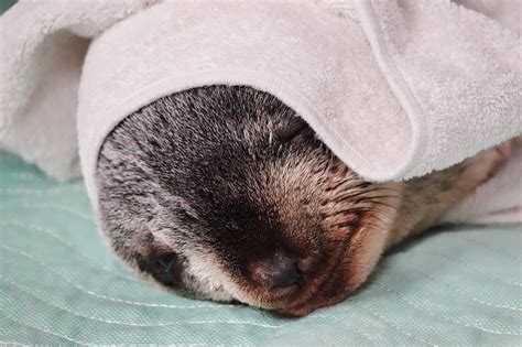 The Vancouver Aquarium Rescues Small Fur Seal Pup