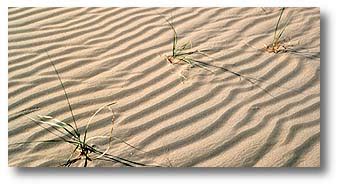 Desert Plant Survival - DesertUSA