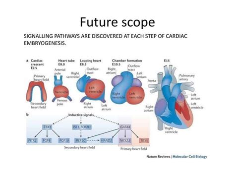 Congenital heart diseases (Cyanotic CHD)