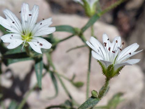 Two flowers - photos of Cerastium Beeringianum, Caryophyllaceae