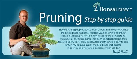 Bonsai Tree Pruning guide - 6 easy steps to prune your bonsai