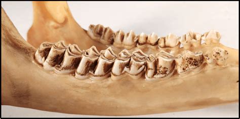 Animal Teeth Identification Chart