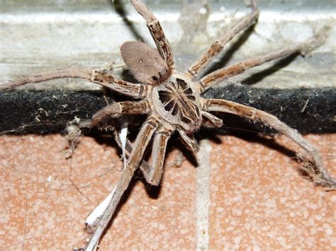 Gambar : serangga, fauna, invertebrata, merapatkan, labah-labah, arakhnida, pin, Tarantula ...