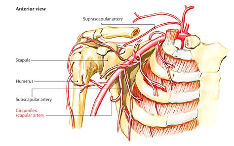 Circumflex Scapular Artery – Earth's Lab