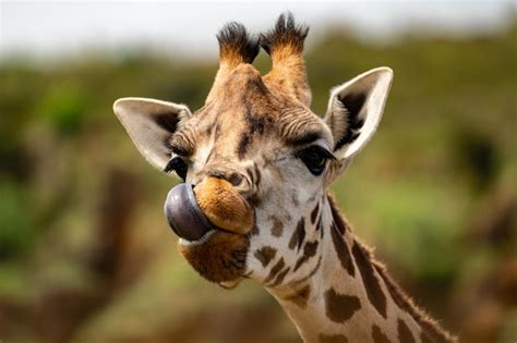 Premium Photo | A giraffe with tongue sticking out of its mouth