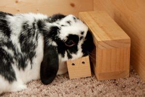 Logic Toys for Rabbits - My House Rabbit