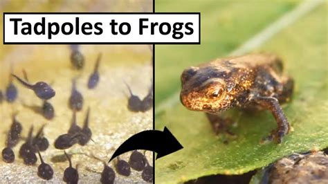 9 Difference Between Tadpoles and Frogs with Similarities - Animal Differences