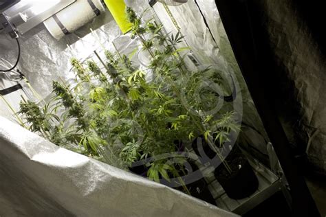 Indoor cannabis cultivation basics | Blog Philosopher Seeds