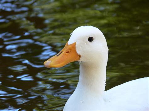 White Duck In Pond Free Stock Photo - Public Domain Pictures