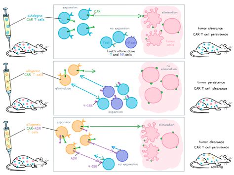 Off-the-shelf allogeneic CAR-T cells one step closer to becoming a reality