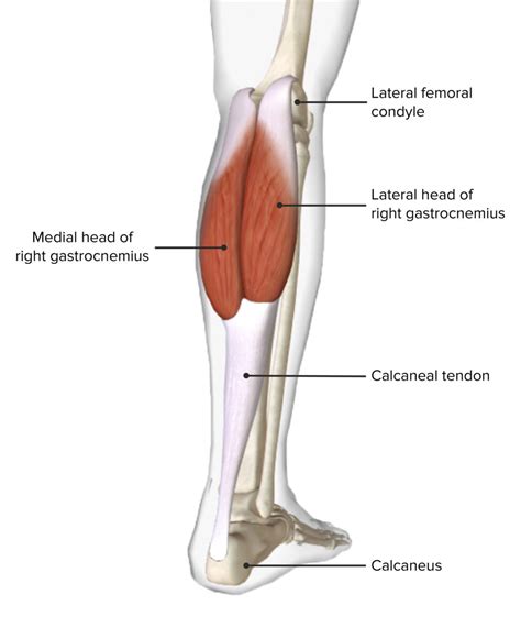 Popliteal Fossa: Anatomy | Concise Medical Knowledge