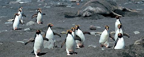 Macaroni penguins – Australian Antarctic Program