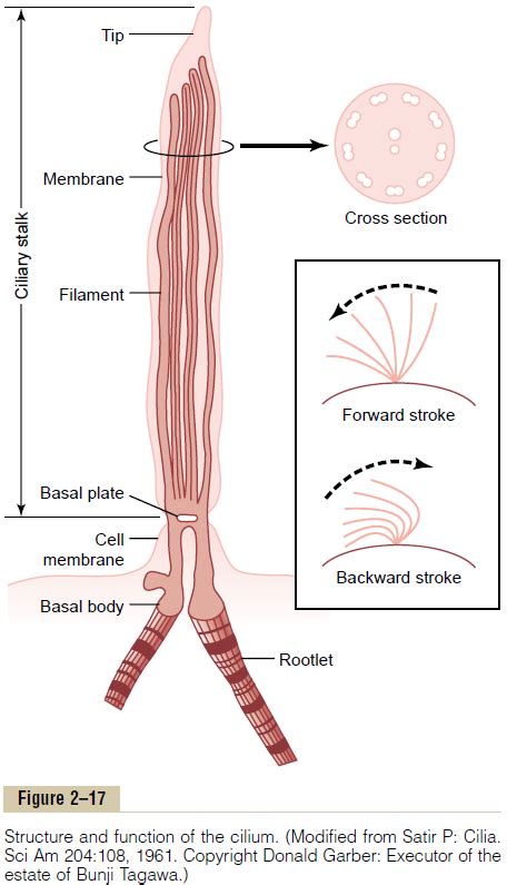 Cilia and Ciliary Movements