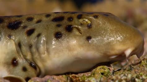 Epaulette Shark Walking