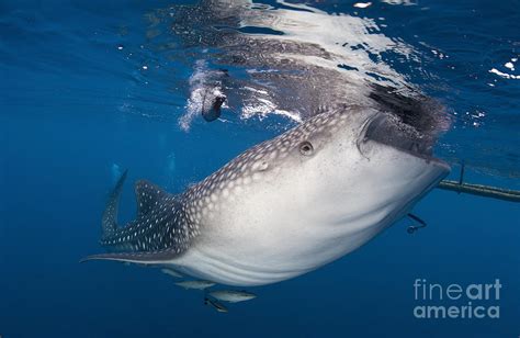 Whale Shark Feeding Under Fishing Photograph by Steve Jones - Pixels