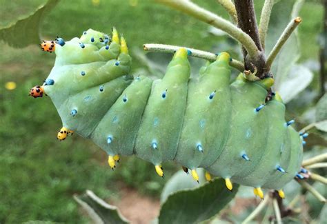 Cecropia Moth Caterpillar - What's That Bug?